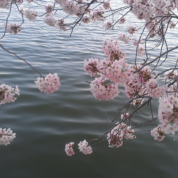 Meet your Posher, Susan - Picture 4 of 4